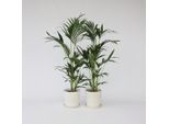 Palma Kentia – 2 Piante – Howea Forsteriana – Altezza 90–100 Cm – Ø 18 Cm – Eleganti Palme Da Interno Provenienti Dall'australia – Facili Da Curare, Robuste E Purificatrici Dell'aria – Per Soggiorno, Ufficio E Interni