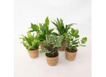 Piante Da Appartamento Che Purificano L'aria – 5 Piante Con Cestino – Altezza 25-40 Cm – Ø 12 Cm – Miscela Di Piante Verdi Di Facile Manutenzione Per Un Clima Interno Sano – Ideale Per Ufficio, Soggiorno E Camera Da Letto