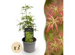 Acero Acer Palmatum Seiryu – 3 Piante – 12 Cm – Altezza Circa 35 Cm – Acero Giapponese Di Facile Manutenzione Con Fogliame Verde Intenso E Finemente Tagliato