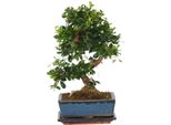 Albero Bonsai – Carmona Microphylla – Altezza 20–30 Cm – Ø 15 Cm – Vero Bonsai Fukien Con Elegante Forma A S – Pianta Da Appartamento Facile Da Curare In Vaso Di Ceramica – Decorativa E Resistente