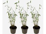 Bambù – 3 Piante – Fargesia Papyrifera 'Blue Dragon' – Bambù Esclusivo, Non Invasivo, Con Steli Grigio-Blu – Sempreverde E Resistente Al Freddo Fino A -20 °C – Ideale Per Siepi, Giardini E Vasi – Altezza 30-40 Cm – Ø 13 Cm