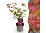 Acero Acer Palmatum Beni-Maiko – Altezza 12 Cm, Larghezza Circa 35 Cm – Fogliame Rosso In Primavera E Lucentezza Decorativa – Deciduo E Facile Da Curare – Per Aiuole, Balconi E Terrazze