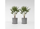 Palme Cinesi – 2 Piante – Trachycarpus Fortunei – Altezza 65–75 Cm – Palme Da Giardino Resistenti Al Freddo In Vaso Ø21 Cm – Resistenti Al Gelo Fino A -18 °C – Facili Da Curare E A Crescita Rapida