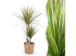 Dracaena Marginata Bicolor – 70-75 Cm – 17 Cm Con Cesto – Dracaena Facile Da Curare – Fogliame Bicolore Verde-Marrone – Pianta Da Appartamento Moderna Per Soggiorni E Uffici