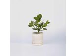Clusia Balsamapfel – Clusia Rosea 'Princess' – Altezza 25–35 Cm – Ø 12 Cm – Pianta Da Appartamento Facile Da Curare Con Foglie Lucide – Purificatrice Dell'aria E Robusta – Per Soggiorno, Ufficio E Bagno