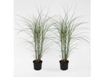 Miscanto Zebrinus – 2 Piante – Miscanthus ‘Silberspinne’ – Altezza 20–30 Cm – Ø 23 Cm – Erba Ornamentale Resistente Al Freddo Con Foglie Striate D'argento – Per Giardini, Aiuole E Vasi – Facile Da Curare E Non Tossica