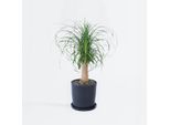 Piede Di Elefante – Beaucarnea Recurvata – Altezza 60–70 Cm – Ø 21 Cm – Pianta Da Appartamento Facile Da Curare Con Fusto Spesso E Foglie Lunghe – Pianta Verde Esotica Per Soggiorno E Ufficio