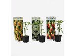 Tromba Degli Angeli – 3 Piante Brugmansia – Pianta Profumata Da Vaso Con Grandi Fiori A Forma Di Tromba – Per Terrazza, Balcone E Giardino – Crescita Rapida E Facile Da Curare – Altezza 25-40 Cm – Ø 9 Cm