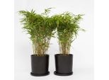 Bambù – 4 Piante – Fargesia Nitida 'Gansu' – Bambù Sempreverde E Non Invasivo – Resistente Al Freddo Fino A -20 °C – Ideale Per Siepi, Schermi Protettivi E Vasi – Facile Da Curare E Robusto – Altezza 50-70 Cm – Ø 17 Cm