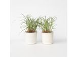 Miscanto Zebrinus – 2 Piante – Miscanthus ‘Red Chief’ – Altezza 40–60 Cm – Ø 23 Cm – Erba Ornamentale Resistente Al Freddo Con Pannocchie Rosse – Facile Da Curare E Non Tossica – Per Giardini, Aiuole E Vasi