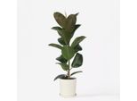Ficus Gommoso – Ficus Elastica Robusta – Altezza 75-100 Cm – Ø 24 Cm – Pianta Da Appartamento Facile Da Curare Con Grandi Foglie Verde Scuro – Pianta Purificatrice Dell'aria Per Soggiorno E Ufficio