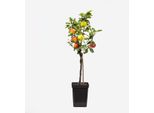 Melo Con 3 Varietà – Jonagored, Golden Delicious Ed Elstar – Altezza 60-70 Cm – Albero Da Frutto Autoimpollinante In Vaso Ø 17 Cm – Resistente Al Freddo, Facile Da Curare E Ideale Per Il Giardino O La Terrazza