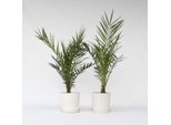 Palma Da Dattero Delle Canarie – 2 Piante – Phoenix Canariensis – Altezza 80–100 Cm – Ø 19 Cm – Palma Mediterranea Da Giardino E Terrazzo – Palma Di Facile Manutenzione Per Sole E Coltivazione In Vaso