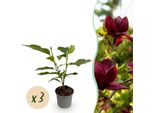 Magnolia Genie – 3 Piante – 12 Cm – Altezza Circa 30 Cm – Magnolia Decidua Con Grandi Fiori Viola Primaverili Per Aiuole, Balconi E Terrazze – Facile Da Curare E Decorativa