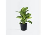 Dieffenbachia 'Tropic' – Pianta D'appartamento Arum – Altezza 70–80 Cm – Ø 24 Cm – Pianta Tropicale Con Foglie Decorate – Purificante Dell'aria E Facile Da Curare – Per Soggiorno E Ufficio