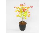 Acero Giapponese – Acer Shirasawanum 'Moonrise' – Acero Ornamentale Con Fogliame Autunnale Di Colore Rosso-Arancio Brillante – Crescita Compatta E Resistente Al Freddo – Ideale Per Giardini, Terrazze E Vasi – Altezza 40-50 Cm – Ø 19 Cm