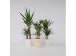 Set Di 3 Grandi Palme Da Interno – Altezza 70-90 Cm – Ø 17 Cm – Mix Di Palme Con Areca, Yucca E Dracaena – Piante Purificatrici Dell'aria Facili Da Curare Per Il Soggiorno E L'ufficio