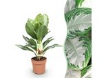 Aglaonema Silver Bay – 17 Cm – Altezza 70–75 Cm – Pianta Da Appartamento Facile Da Curare, Di Colore Verde-Argento, Con Foglie Decorative, Ideale Per Soggiorni E Uffici.