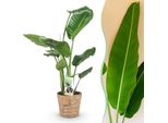 Strelitzia Nicolai – 70-90 Cm – 17 Cm Con Cesto – Fiore Uccello Del Paradiso Di Facile Manutenzione – Pianta Tropicale Da Interno Con Foglie Grandi Per Soggiorni E Uffici Luminosi