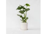 Monstera – Monstera Deliciosa – Altezza 50–60 Cm – Ø 17 Cm – Pianta Tropicale Da Appartamento Con Grandi Foglie Traforate – Facile Da Curare E Purificatrice Dell'aria