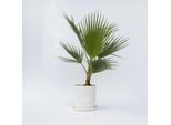 Palma Messicana – Washingtonia Robusta – Altezza 70–90 Cm – Ø 21 Cm – Palma A Crescita Rapida Per Terrazze, Giardini E Interni – Palma Da Appartamento Esotica, Non Resistente Al Freddo