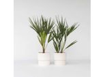 Palma Di Montagna – 2 Piante Chamaerops Humilis – Palma Europea A Ventaglio – Palma Resistente Al Freddo E Di Facile Manutenzione Per Giardini, Terrazze E Balconi – Tollera Il Sole Ed è Robusta – Altezza 50-60 Cm – Ø 15 Cm