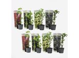 Piante Di Bacche – 8 Piante Rubus, Ribes Rubrum, Ribes Nigrum, Ribes Uva-Crispa – Miscela Di More, Uva Spina, Ribes Rosso E Nero – Piante Da Frutto Per Giardino E Terrazza – Altezza 25–40 Cm – Ø 9 Cm