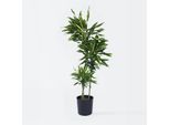 Dracaena Fragrans Cintho – Altezza 140–150 Cm – Ø 24 Cm – Grande Albero Di Drago Con Foglie Verdi E Striscia Centrale Gialla – Pianta Da Appartamento Che Purifica L'aria – Facile Da Curare E Tropicale