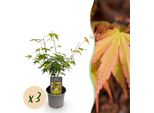 Acer Palmatum Katsura – 3 Piante – 12 Cm – Altezza Circa 35 Cm – Acero Giapponese Con Fogliame Primaverile Giallo Dorato E Colorazione Autunnale Arancione – Facile Da Curare Per Aiuole, Terrazze E Balconi