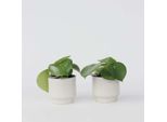 Set Di Piante Ornamentali – 2 Piante – Peperomia Polybotrya Raindrop – Altezza 20–30 Cm – Ø 12 Cm – Piante Da Appartamento Facili Da Curare E Che Purificano L'aria – Pianta Portafortuna Con Foglie A Forma Di Goccia