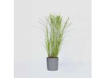 Miscanto Cinese Zebrinus – Miscanthus Sinensis 'Gracillimus' – Altezza 40–60 Cm – Ø 23 Cm – Erba Ornamentale Dal Portamento Elegante – Resistente Al Freddo E Di Facile Manutenzione – Per Giardini, Aiuole E Vasi – Non Tossica Per Gli Animali