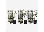 Rosa Giapponese – 3 Piante Camellia Japonica ‘Brush Field’ – Camelia Sempreverde E Resistente Al Freddo – Fioritura Precoce Con Grandi Fiori Bianchi – Per Giardino, Terrazza E Vaso – Altezza 25–40 Cm – Ø 9 Cm
