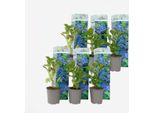 Ortensia Hydrangea – 6 Piante – Hydrangea Macrophylla 'Early Blue' – Altezza 25–40 Cm – Ø 9 Cm – Ortensia Rustica Con Fiori Blu Brillante – Resistente Al Freddo, Facile Da Curare E Molto Fiorifera – Per Giardini, Aiuole E Terrazze