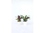Ctenanthe Marante – 4 Piante – Ctenanthe 'Burle-Marxii' – Altezza 25–40 Cm – Ø 12 Cm – Piante Tropicali Da Appartamento Con Foglie Striate – Facili Da Curare E Non Tossiche Per Gli Animali Domestici
