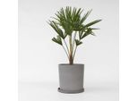 Palma Cinese – Trachycarpus Fortunei – Altezza 65–75 Cm – Palma Da Giardino Resistente All'inverno In Vaso Ø21 Cm – Resistente Al Gelo Fino A -18 °C – Facile Da Curare E A Crescita Rapida