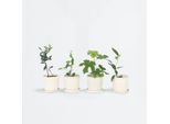 Alberi Da Frutto – 4 Piante – Altezza 25–40 Cm – Ø 9 Cm – Set Di Alberi Da Frutto Mediterranei Con Ulivo, Fico, Limone E Arancio – Per Giardino, Terrazza E Balcone
