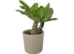 Palma Delle Hawaii Brighamia Insignis – Altezza 25–35 Cm – Ø 12 Cm – Rara Pianta Da Appartamento Proveniente Dalle Hawaii Con Foglie Verde Chiaro – Pianta Esotica Per Soggiorno, Ufficio E Giardino D'inverno
