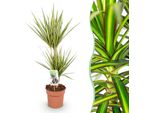 Dracaena Sunray – Albero Del Sangue Di Drago – 17 Cm – Altezza 70–75 Cm – Pianta Da Appartamento Facile Da Curare, Di Colore Verde E Giallo, Ideale Per Ambienti Abitativi E Di Lavoro Moderni