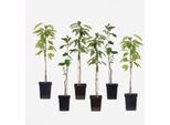 Meli – 6 Piante – Malus Domestica – Altezza 60–70 Cm – Ø 9 Cm – Alberi Da Frutto A Crescita Rapida Per Giardini, Terrazze E Balconi – Meli Resistenti Al Freddo Con Frutti Deliziosi