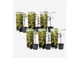 Acacia Argentata – 6 Piante – Mimosa Dealbata – Arbusto Sempreverde Con Fiori Gialli Profumati – Fioritura Precoce E Crescita Rapida – Ideale Per Giardini, Terrazze E Interni – Altezza 25–40 Cm – Ø 9 Cm