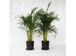Palma Da Frutto Dorata – 2 Piante – Dypsis Lutescens – Altezza 100–120 Cm – Ø 21 Cm – Grandi Palme Areca Purificatrici Dell'aria – Piante Da Appartamento Facili Da Curare – Verde Tropicale Per Soggiorno, Ufficio E Giardino D'inverno