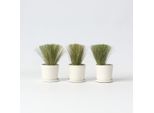 Erba Piumata – 3 Piante – Stipa Tenuifolia 'Pony Tails' – Altezza 20–30 Cm – Ø 9 Cm – Erba Ornamentale Resistente Al Freddo E Perenne – Per Aiuole, Vasi E Giardini – Erba Piumata Di Facile Manutenzione Con Foglie Sottili