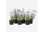 Lavanda – 6 Piante – Lavandula Angustifolia – Altezza 10–15 Cm – Ø 11 Cm – Lavanda Profumata Per Giardino, Balcone E Cucina – Adatta Alle Api, Resistente Al Freddo E Facile Da Curare