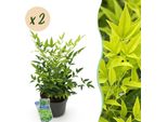 Nandina Lemon & Lime – 2 Piante Alte 17 Cm, Larghezza Circa 45 Cm – Sempreverde E Dai Colori Intensi – Foglie Gialle Per Aiuole, Balconi E Terrazze – Arbusto Ornamentale Decorativo Di Facile Manutenzione