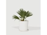 Palma Nana Vulcanica – Chamaerops Humilis ‘Vulcano’ – Altezza 35–45 Cm – Ø 19 Cm – Palma A Ventaglio Compatta E Resistente All'inverno – Pianta Mediterranea Da Giardino E Da Appartamento Per Terrazze E Balconi