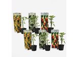 Tromba Degli Angeli – 6 Piante Brugmansia – Pianta Profumata Da Vaso Con Grandi Fiori A Forma Di Tromba – Per Balconi, Terrazze E Giardini – Crescita Rapida E Facile Manutenzione – Altezza 25-40 Cm – Ø 9 Cm