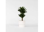 Dracaena Drachenbaum – Dracaena Surculosa – Altezza 50–65 Cm – Ø 17 Cm – Pianta Tropicale Da Appartamento Con Foglie Verde Scuro – Facile Da Curare E Purificatrice Dell'aria – Per Soggiorno E Ufficio