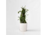 Lillà Californiano – Ceanothus Thyrsiflorus Repens – Arbusto Ornamentale Sempreverde Con Fiori Blu-Viola – Resistente Al Gelo E Facile Da Curare – Per Giardino, Terrazza E Supporto Per Rampicanti – Altezza 60-70 Cm – Ø 17 Cm