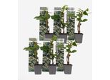 Ortensia Rampicante – 6 Piante – Hydrangea Anomala ‘Petiolaris’ – Altezza 25–40 Cm – Ø 9 Cm – Pianta Rampicante Resistente Al Freddo Con Fiori Bianchi – Ortensia Da Giardino Autoadesiva E Di Facile Manutenzione