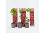 Piante Di Lamponi – 3 Piante – Rubus Idaeus 'Autumn Bliss' – Altezza 25–40 Cm – ⌀9 Cm – Lampone Autunnale Resistente Al Freddo – Pianta Da Frutto Autoimpollinante Per Giardino, Balcone E Aiuola Rialzata – Frutti Dolci E Resa Elevata